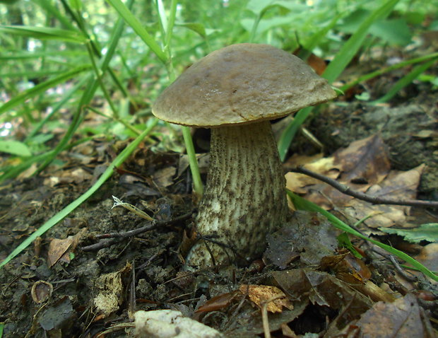 kozák hrabový Leccinum pseudoscabrum (Kallenb.) Šutara