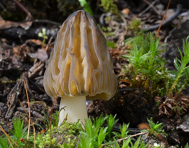 smrčok hybridný Morchella semilibera DC.