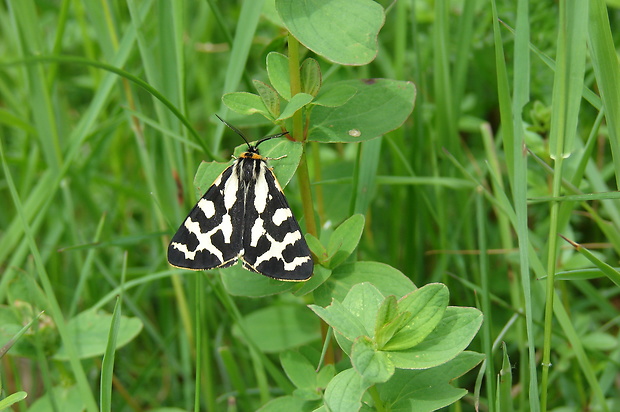 spriadač skorocelový Parasemia plantaginis