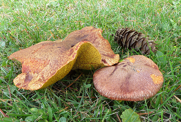 masliak duglaskový Suillus lakei (Murrill) A.H. Sm. & Thiers