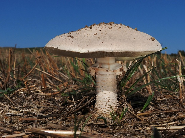 muchotrávka Vittadiniho Amanita vittadinii (Moretti) Vittad.