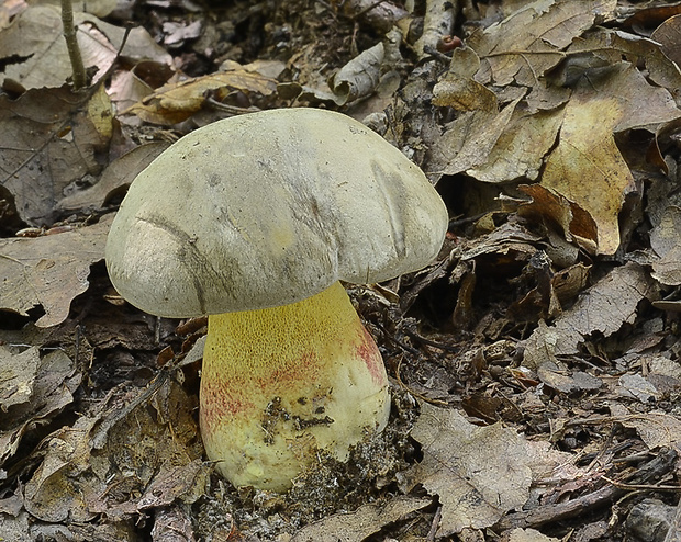 hríb striebristý Butyriboletus fechtneri (Velen.) D. Arora & J.L. Frank