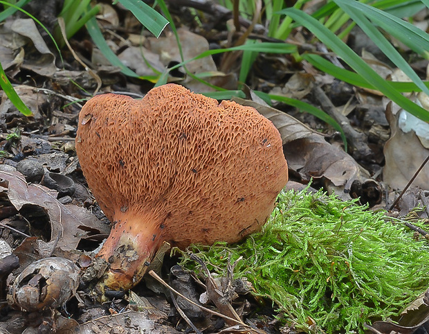 rubínovec obyčajný Chalciporus rubinus (W.G. Sm.) Singer