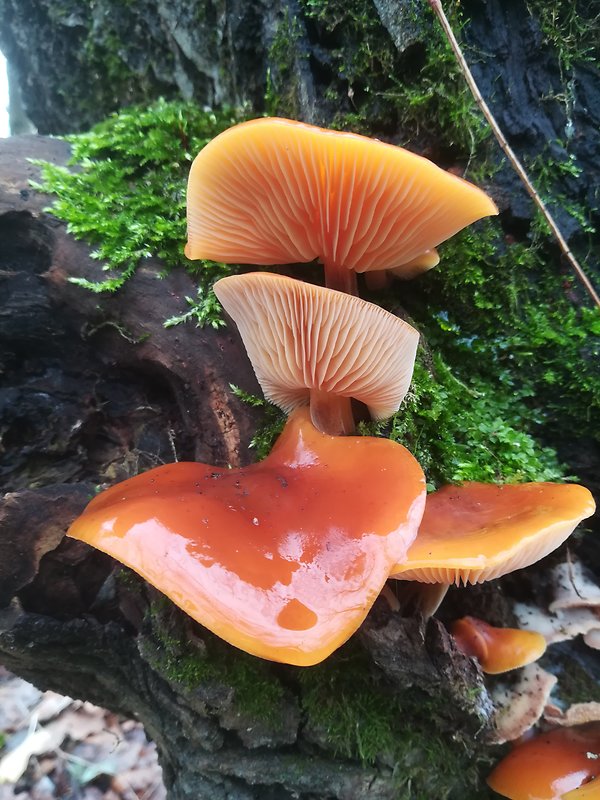 plamienka Flammulina sp.