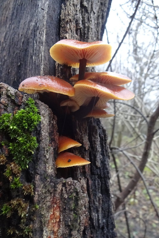 plamienka Flammulina sp.