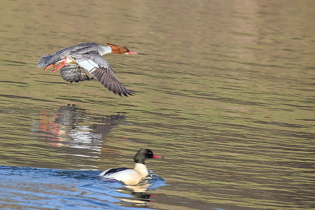 potápač veľký  Mergus merganser