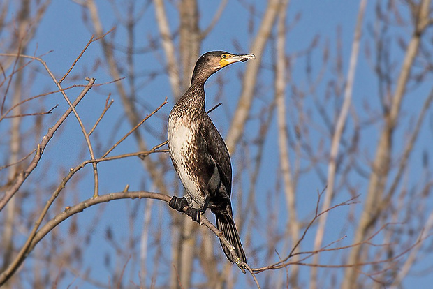 kormorán veľký  Phalacrocorax carbo