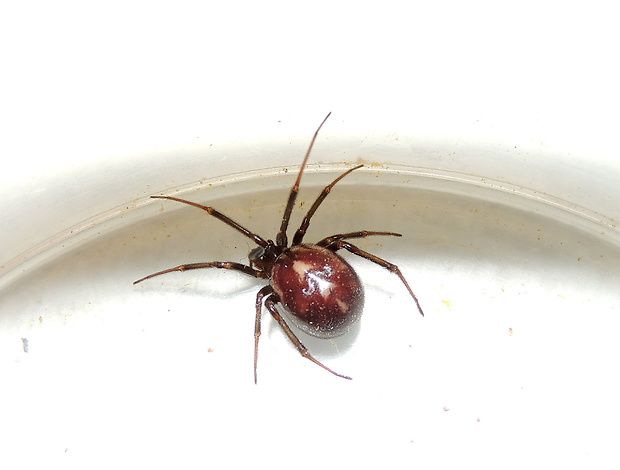 snovačka domácí Steatoda grossa