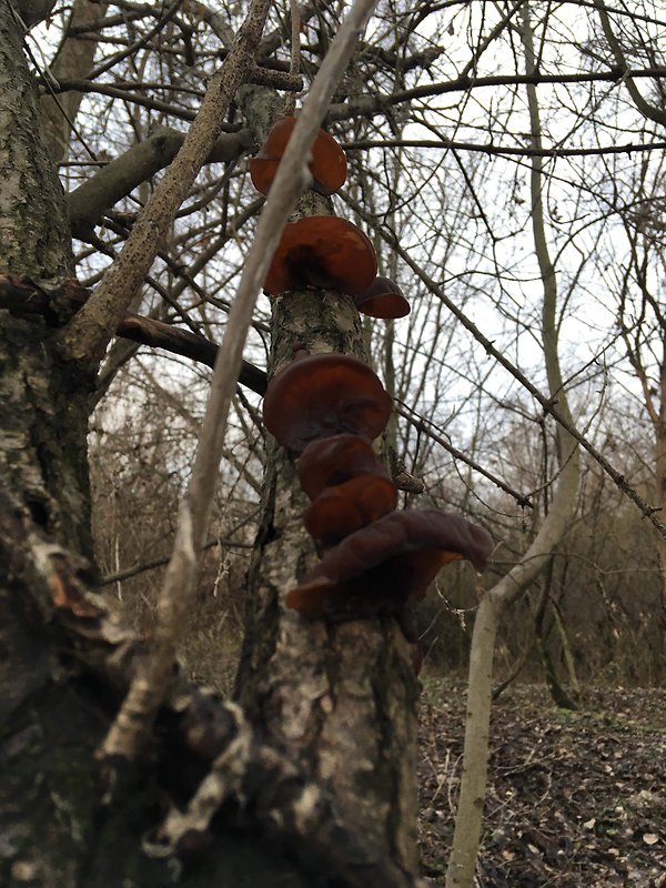 uchovec bazový Auricularia auricula-judae (Bull.) Quél.