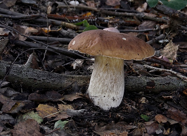 hríb smrekový Boletus edulis Bull.