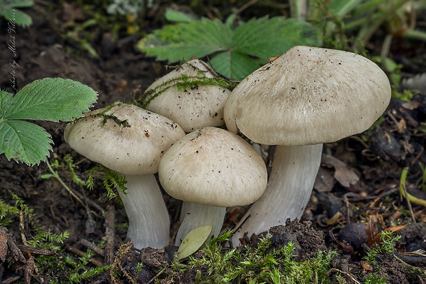 hodvábnica jarná Entoloma clypeatum (L.) P. Kumm.