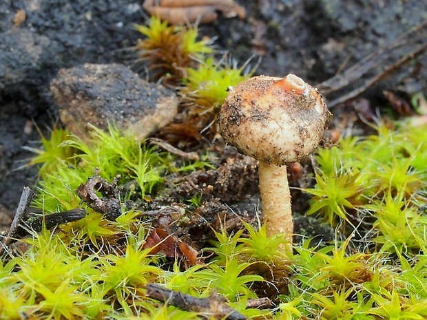 stopkovec zimný Tulostoma brumale Pers.