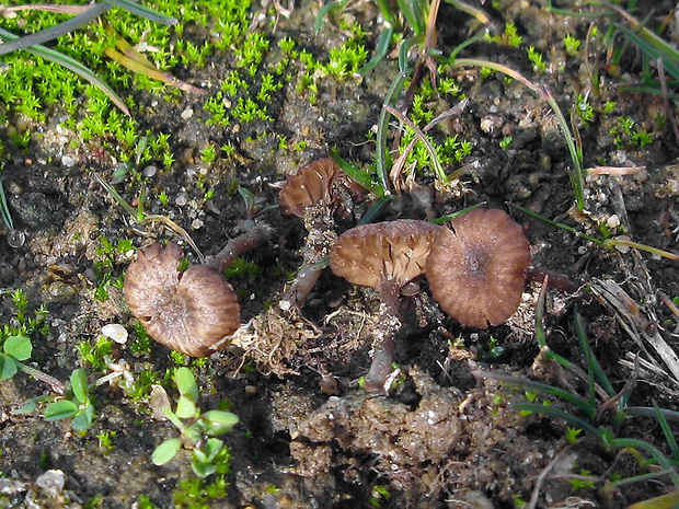 kalichovka Arrhenia rustica (Fr.) Redhead, Lutzoni, Moncalvo & Vilgalys