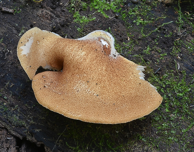 pahliva šafranová Crepidotus crocophyllus (Berk.) Sacc.