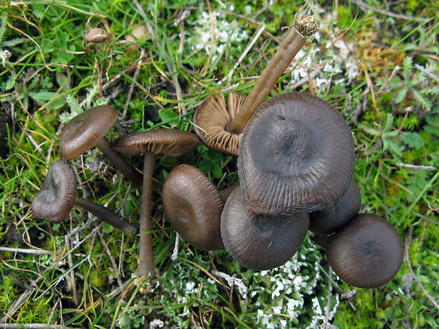 hodvábnica Entoloma sp.