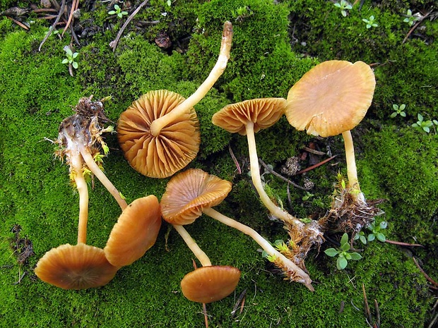 kapucňovka hladká Galerina graminea (Velen.) Kühner