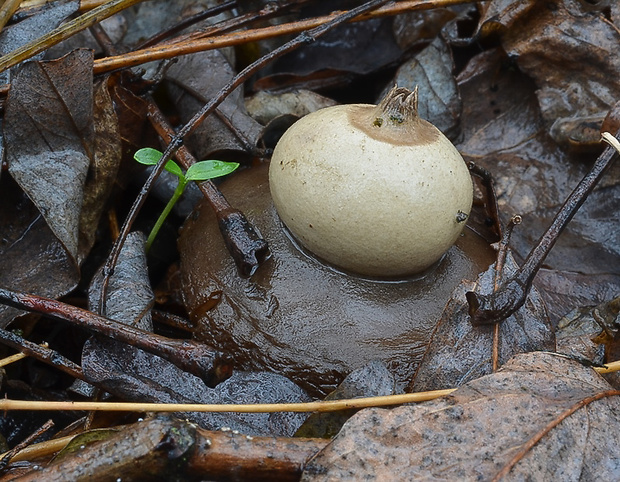 hviezdovka Geastrum sp.