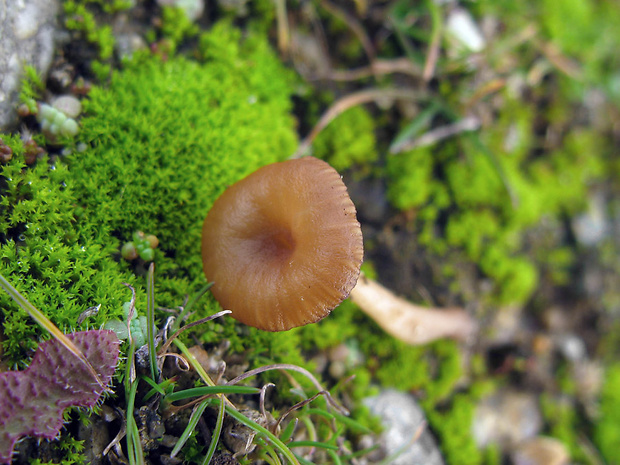 kalichovka hodvábna Omphalina pyxidata (Bull.) Quél.