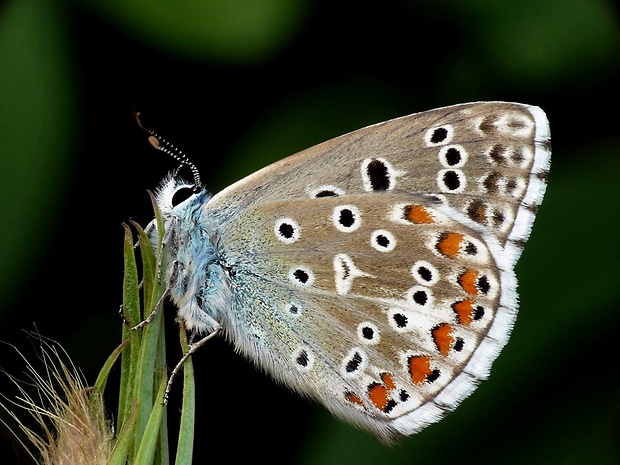 modráčik ďatelinový (sk) / modrásek jetelový (cz) Polyommatus bellargus Rottemburg, 1775