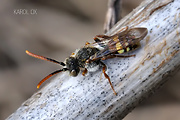 nomada