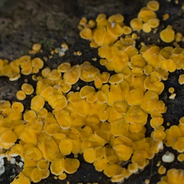 okrasník Bisporella sp.