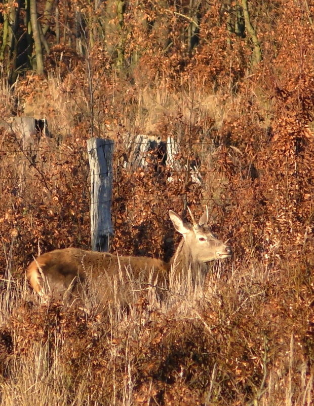 jeleň lesný Cervus elaphus