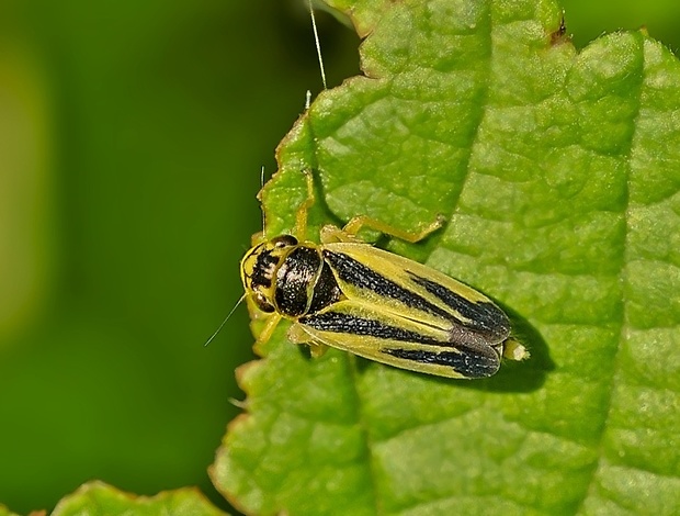 cikádka Evacanthus interruptus