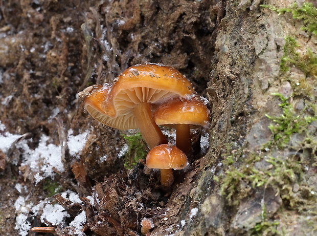 plamienka Flammulina sp.