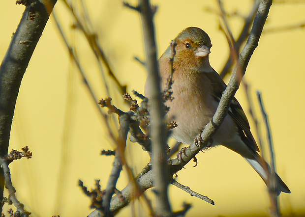 pinka lesná Fringilla coelebs