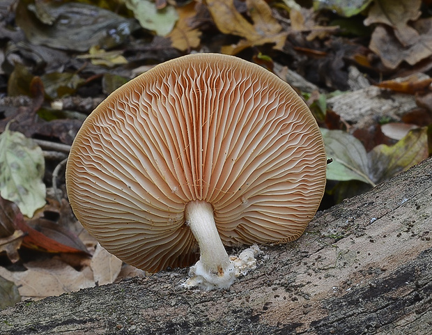 červenáčik obyčajný Rhodotus palmatus (Bull.) Maire