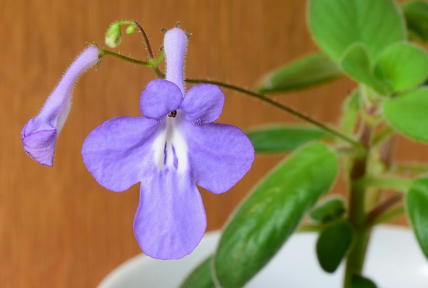 africká fialka Streptocarpus saxorum Engl.