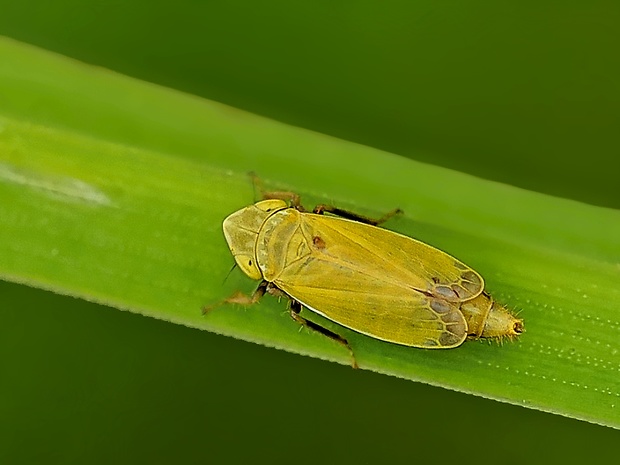 cikádka Verdanus abdominalis