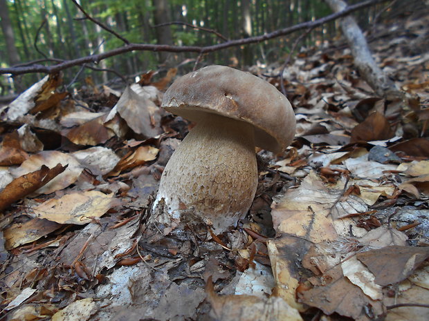 hríb dubový Boletus reticulatus Schaeff.