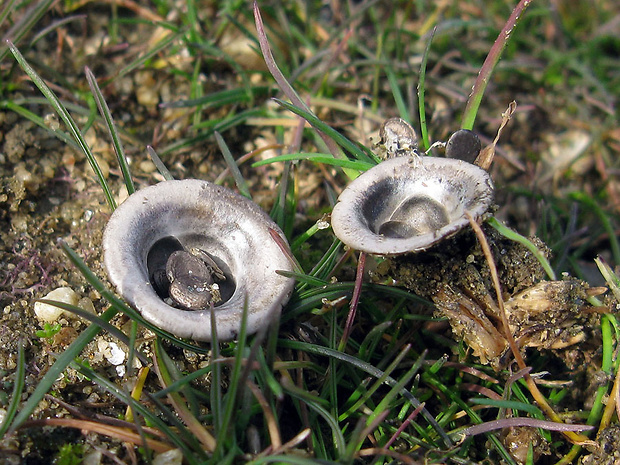 čiaškovec hladký Cyathus olla (Batsch) Pers.