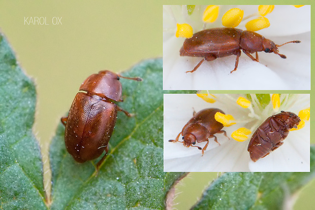 blyskáčik Epuraea unicolor