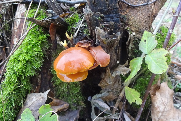 plamienka Flammulina sp.