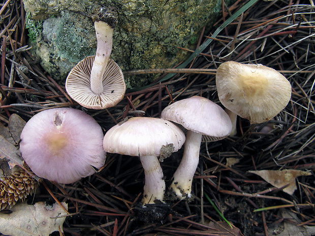 vláknica hlinovolupeňová Inocybe geophylla (Bull.) P. Kumm.