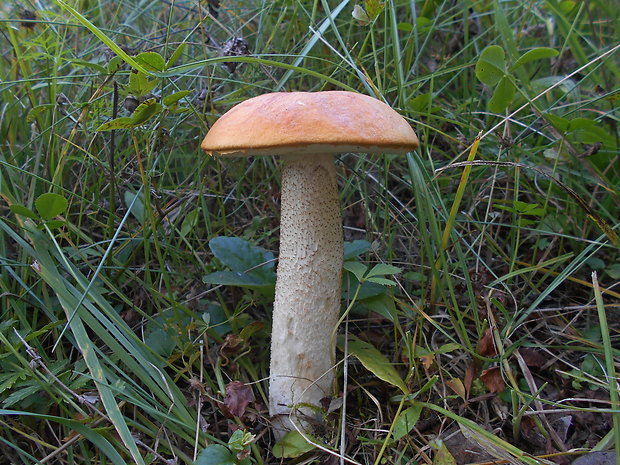 kozák osikový Leccinum albostipitatum den Bakker & Noordel.