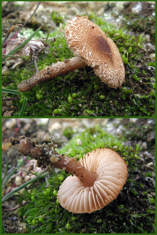 bedlička Lepiota lepida? Bres.