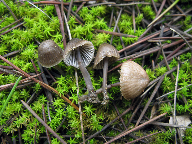 prilbička Mycena sp.