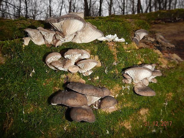 hliva ustricovitá Pleurotus ostreatus (Jacq.) P. Kumm.