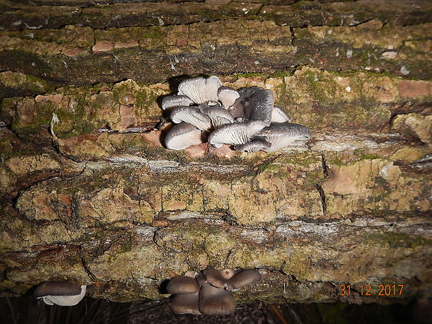 hliva ustricovitá Pleurotus ostreatus (Jacq.) P. Kumm.