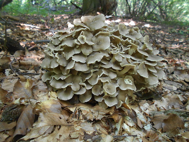 trúdnik klobúčkatý Polyporus umbellatus (Pers.) Fr.