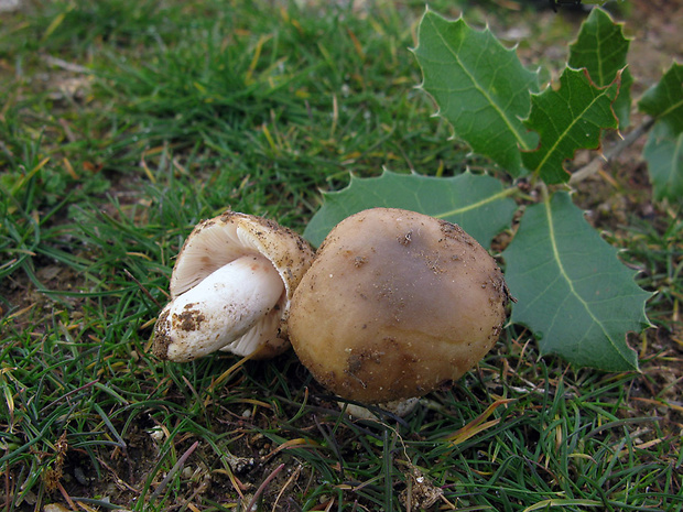 plávka Russula sp.