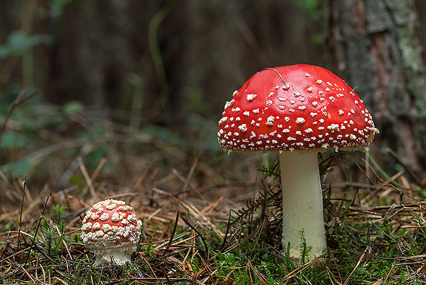 muchotrávka červená Amanita muscaria (L.) Lam.