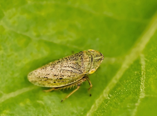 cikádka poľná Aphrodes bicinctus cf.