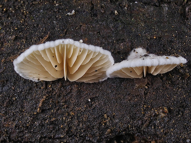 pahliva Crepidotus sp.