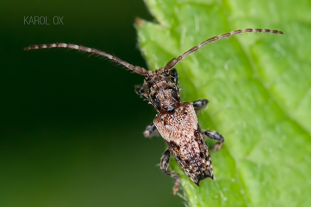 fuzáč Pogonocherus hispidus