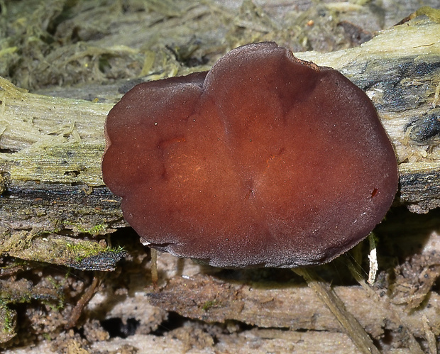 čiaška purpurová Purpureodiscus subisabellinus (Le Gal) Van Vooren