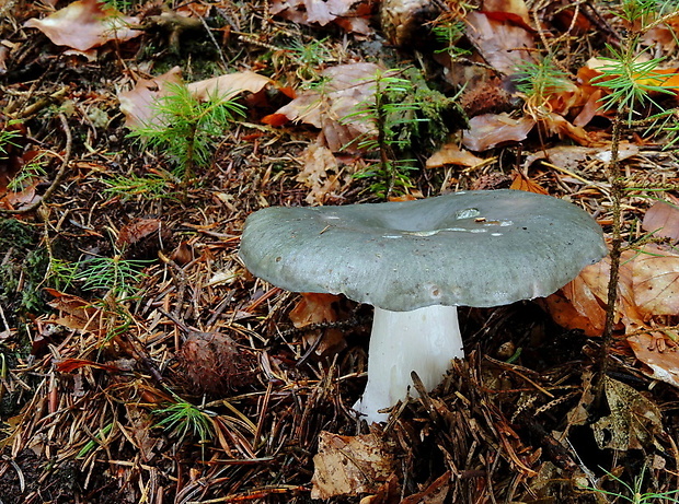 plávka modrastá Russula cyanoxantha (Schaeff.) Fr.